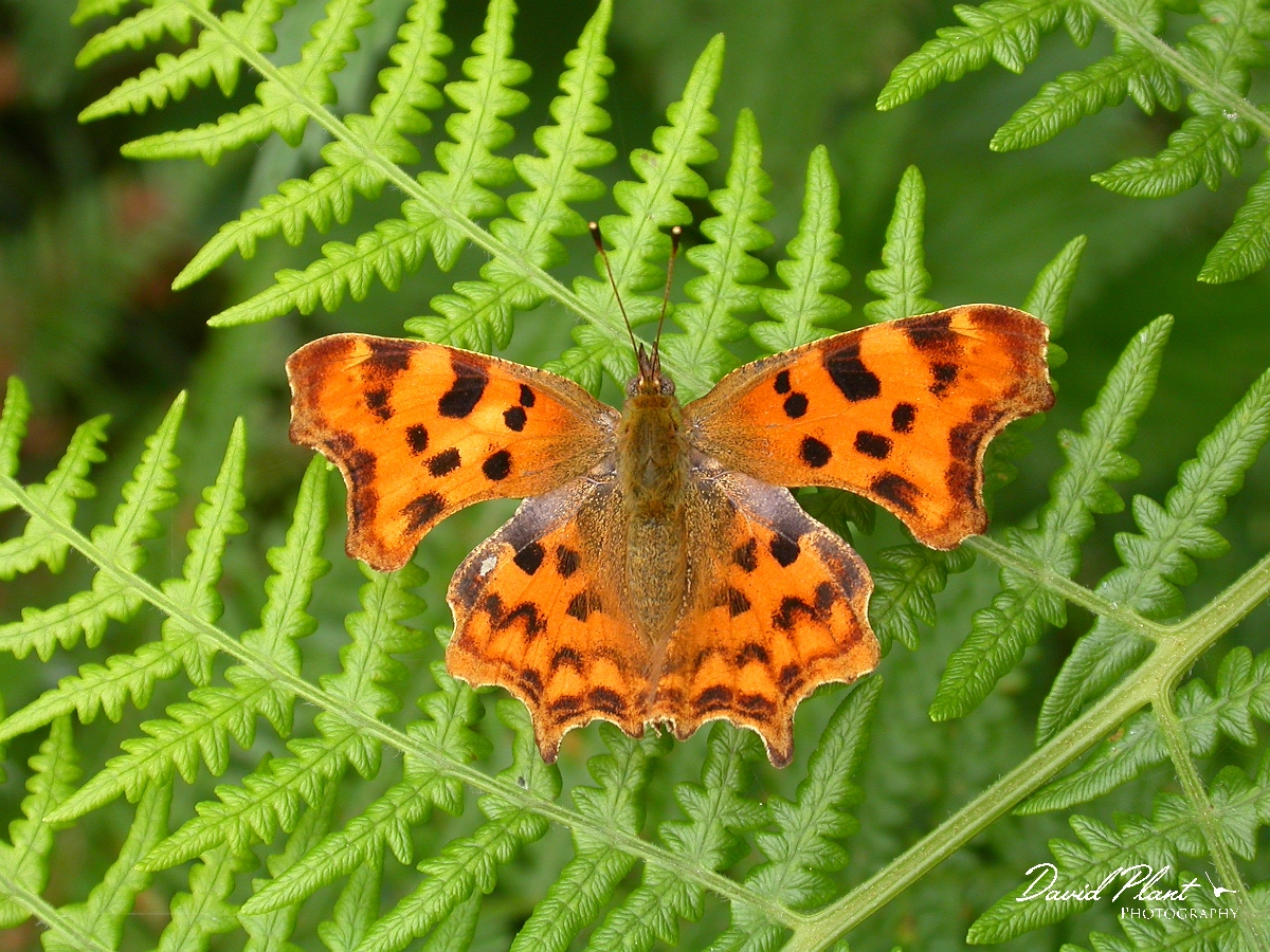 David Plant Photography - Wildlife Photographer - Comma - A.jpg - Comma